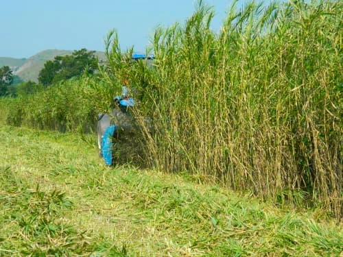 arundo harvest
